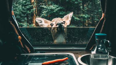 Cranberry Lake Campground, An impressive Campsite You Can’t Miss