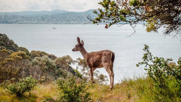 The 6 Best Campsites In California