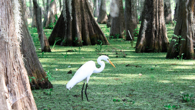 10 Of The Most Beautiful Louisiana Campgrounds